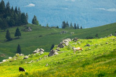 Dağ Vadisi ve Yeşil Çimenli Alp Çayırları. Velika Planina, Slovenya