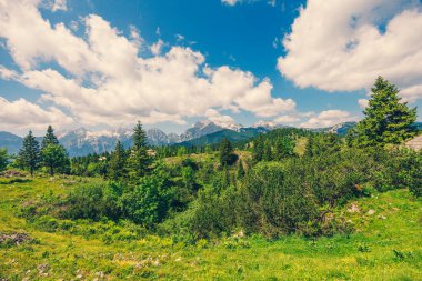 Alp Çayırları, Ağaçlı Dağ Vadisi, Yeşil Çimen ve Bulutlu Mavi Gökyüzü. Velika Planina, Slovenya