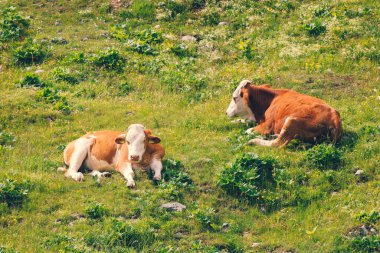 Slovenya 'nın Savinja Alplerindeki Velika Planina Ovası' nın Çayırında İnekler