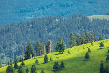 Dağ Vadisi ve Yeşil Çimenli Alp Çayırları. Velika Planina, Slovenya