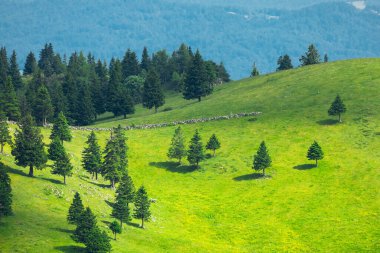 Dağ Vadisi ve Yeşil Çimenli Alp Çayırları. Velika Planina, Slovenya