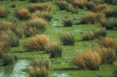 Hollanda Ulusal Parkı 'nda bataklık manzarası Werkendam Köyü, Kuzey Brabant, Hollanda