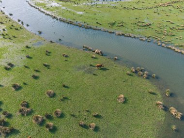 Hollanda Ulusal Parkı 'ndaki Kuzey Brabant, Hollanda' daki Werkendam Köyü yakınlarındaki Hava Manzarası