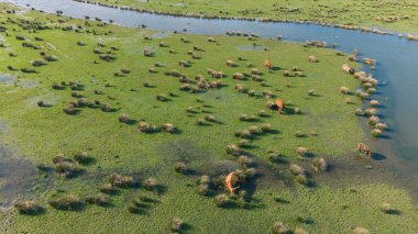 Hollanda Ulusal Parkı 'ndaki Kuzey Brabant, Hollanda' daki Werkendam Köyü yakınlarındaki Hava Manzarası