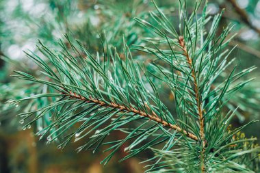 Çam dal, yakın çekim