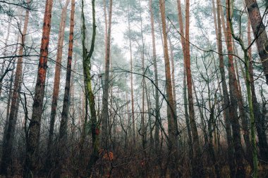 Sonbahar Renklerinde Ağaçlar, Orman Sahnesi