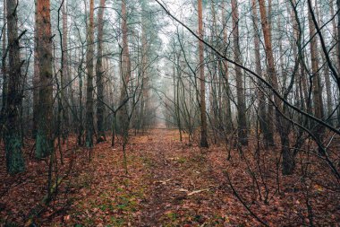 Orman Yolu, Sonbahar Renklerinde Ağaçlar, Orman Sahnesi