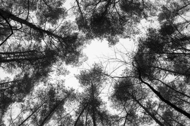 Kara Ormandaki Ağaçlara Bakmak, Düşük Açı Vuruşu