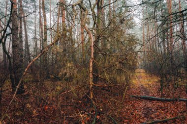 Orman Yolu, Sonbahar Renklerinde Ağaçlar, Orman Sahnesi