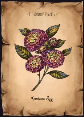 Vintage Zehirli Lantana Spp Çiçeği, Büyücülük Sihirli Çiçek İllüstrasyonu, Cadı Elementleri