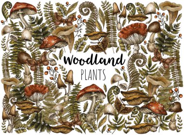 Eski Woodland Bitkileri, Amanita Mantarları, Büyücülük Büyüsü