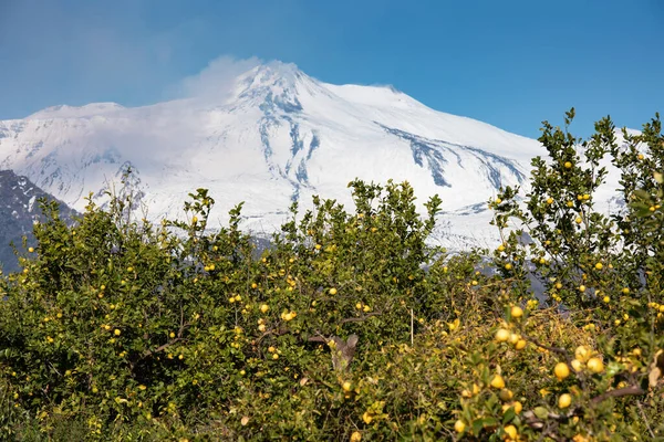 Lemon trees in Sicily and the snowy Etna volcano