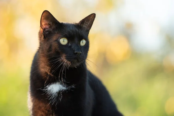 stock image Portrait of domestic black cat with white spot.