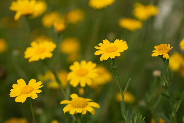 Yellow chamomile, golden daisy, Anthemis Tinctoria is an important herb.
