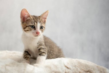 Gerçekten küçük bir tekir kedi. 8-10 haftalık ev kedisi.