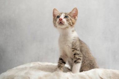 Gerçekten küçük bir tekir kedi. 8-10 haftalık ev kedisi.