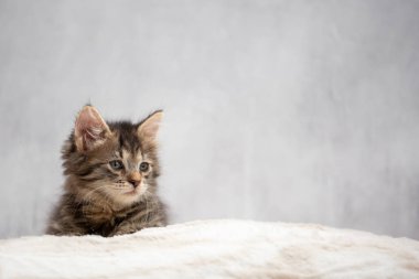 Gerçekten küçük bir tekir kedi. 4-6 haftalık evcil kedi..