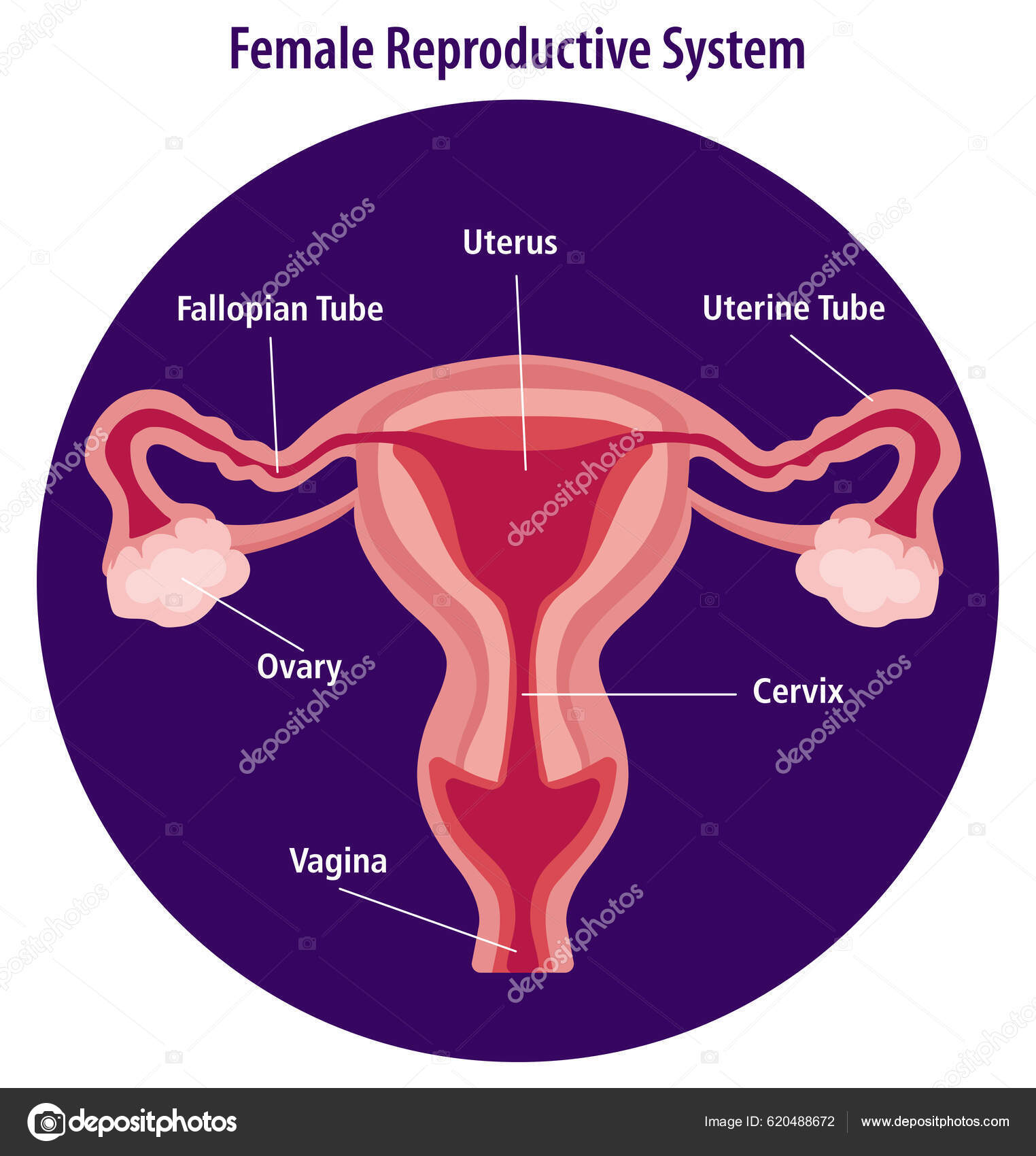 Appareil Reproducteur Organe Génital Féminin Photo Reel Illustration Vectorielle Système Reproducteur Féminin Humain Anatomie