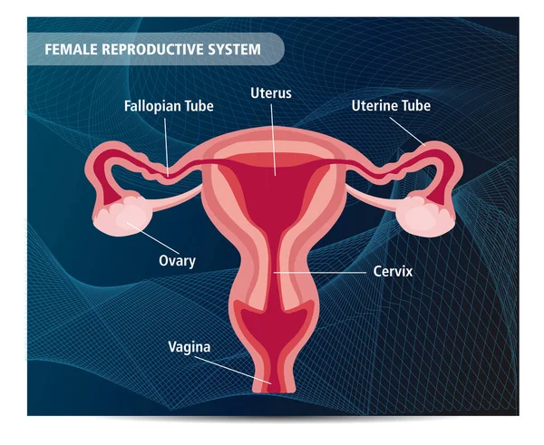 Menschliche Weibliche Fortpflanzungssystem Vektor Illustration Anatomie Wissenschaftlicher Hintergrund — Stockvektor
