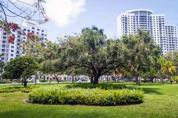 位于佛罗里达州好莱坞青年圈的Artspark的皇家白杨树分枝 — 图库照片