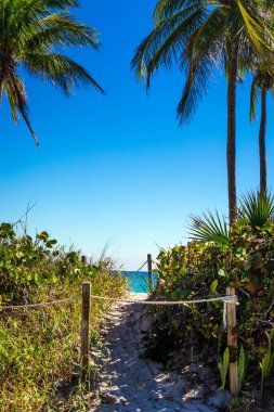 Tropical Paradise of pamltree and ocean nature landscape Florida USA