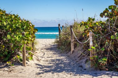 Tropical Paradise of pamltree and ocean nature landscape Florida USA