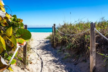 Tropical Paradise of pamltree and ocean nature landscape Florida USA