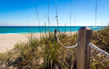 Tropical Paradise of pamltree and ocean nature landscape Florida USA