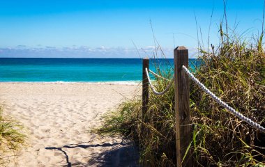 Tropical Paradise of pamltree and ocean nature landscape Florida USA