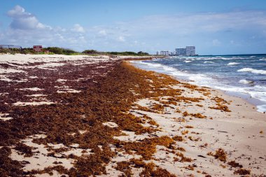 Florida plajı Atlantik yosunlarıyla kaplı zehirli yosunlar kızıl gelgit olarak bilinir.