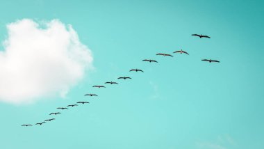 Florida 'da mavi gökyüzünde pelikan uçuşları düzenleniyor.