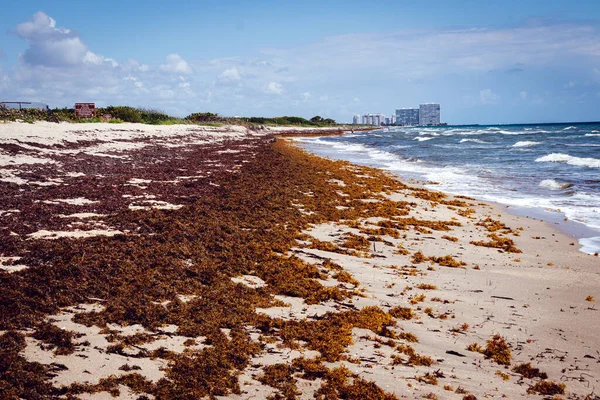 Praia Flórida Coberto Com Algas Marinhas Sargassum Atlântico Flor Algas — Fotografia de Stock