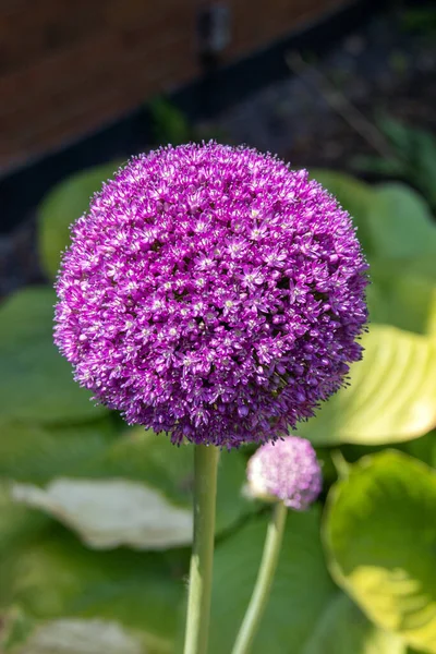Purple Ornamental Allium Monocotyledonous Amaryllidaceae Family Flowering Plants Closeup — Stock Photo, Image