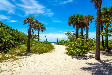 Dania Beach Florida 'daki eyalet parkı ve plajı ABD gündüz mavi gökyüzü