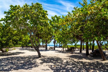 Dania Beach Florida 'daki eyalet parkı ve plajı ABD gündüz mavi gökyüzü