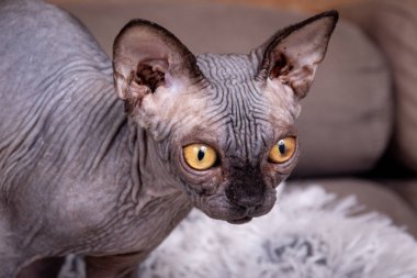 Sphynx safkan tüysüz kedi 4 aylık erkek portresi