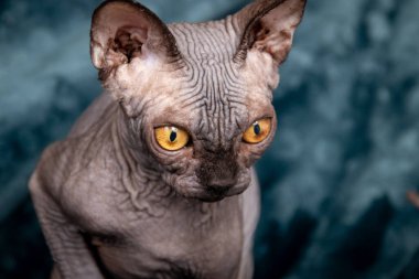 Sphynx safkan tüysüz kedi 4 aylık erkek portresi