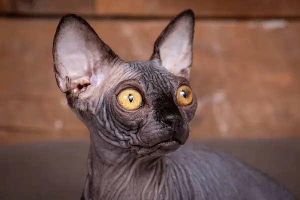 Sphynx purebreed hairless cat 4 month kitten male portrait