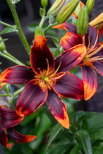 Koyu mor ve turuncu güzel zambak çiçeği yağmur suyu damlası Lilium lanciifolium ile yakınlaşır.