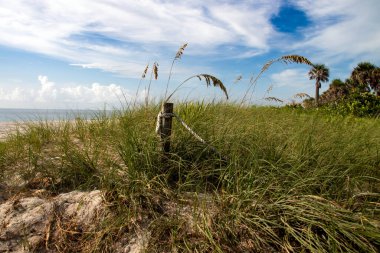 Sahilde okyanus kıyısı otları