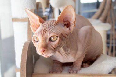 Pembe zencefil sfenks tüysüz kedi. 4 aylık merak.