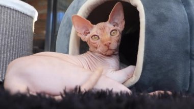 Sevimli pembe zencefilli sfenks tüysüz kedi. 4 aylık erkek kedi. Kameranın ön görüntüsüne bakıyor.