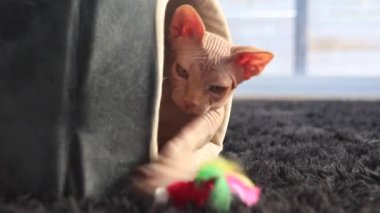 Sevimli pembe kızıl sfenks tüysüz kedi. 4 aylık erkek kedi video oynuyor.