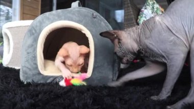 Sevimli pembe kızıl sfenks tüysüz kedi. 4 aylık erkek kedi video oynuyor.