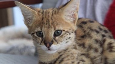 Savannah F1 HP Kitten, 20. yüzyılın sonlarında evcil bir kediyle bir köleyi (Leptailurus serval) geçerek geliştirilen bir melez kedi türüdür.