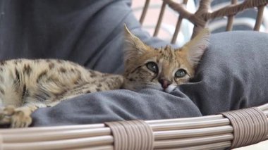 F1 Hp Savannah safkan kedi yavrusu rahat bir sallanan sandalyede uyuyor. Bu vahşi görünümlü egzotik kedi, benekli kürkünü ve zarif duruşunu sergileyerek uykusunun ortasında yakalanır..