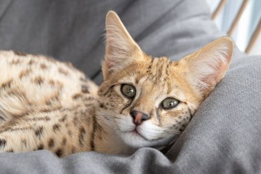 F1 Hp Savannah safkan kedi yavrusu rahat bir sallanan sandalyede uyuyor. Bu vahşi görünümlü egzotik kedi, benekli ceketini ve zarif duruşunu sergileyerek uykusunun ortasında yakalanır. Hayvanlarla ilgili projeler için mükemmel, rahatlama, ya da fe