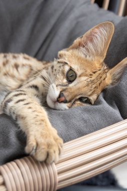 F1 Hp Savannah safkan kedi yavrusu rahat bir sallanan sandalyede uyuyor. Bu vahşi görünümlü egzotik kedi, benekli ceketini ve zarif duruşunu sergileyerek uykusunun ortasında yakalanır. Hayvanlarla ilgili projeler için mükemmel, rahatlama, ya da fe