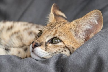 F1 Hp Savannah safkan kedi yavrusu rahat bir sallanan sandalyede uyuyor. Bu vahşi görünümlü egzotik kedi, benekli ceketini ve zarif duruşunu sergileyerek uykusunun ortasında yakalanır. Hayvanlarla ilgili projeler için mükemmel, rahatlama, ya da fe