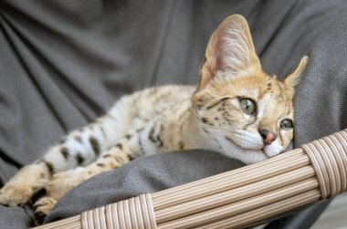 F1 Hp Savannah safkan kedi yavrusu rahat bir sallanan sandalyede uyuyor. Bu vahşi görünümlü egzotik kedi, benekli ceketini ve zarif duruşunu sergileyerek uykusunun ortasında yakalanır. Hayvanlarla ilgili projeler için mükemmel, rahatlama, ya da fe